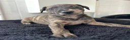Mixed Breed dogs for sale: Whippet cross collie greyhound  - Advert 5