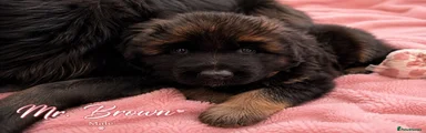 German Shepherd 2