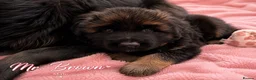 German Shepherd dogs for sale: Outstanding KC Registered German shepherd puppies - Advert 15