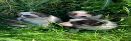 Border Collie dogs for sale: 4 gorgeous Border Collie Puppies - Advert 9
