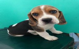 Beagle dogs for sale: Purebred Beagle Puppies - Image 1
