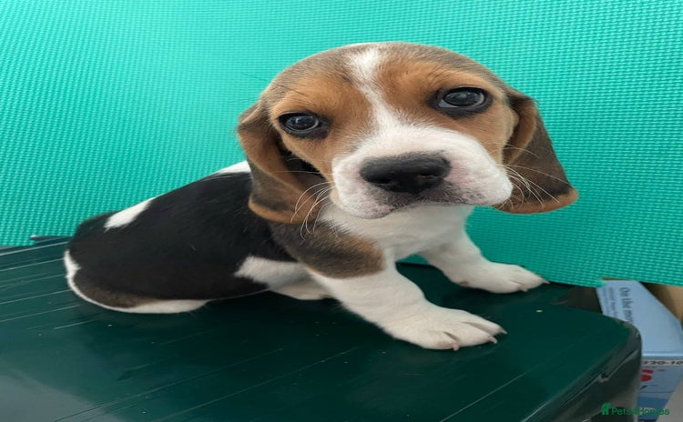 Beagle dogs - Advert 1