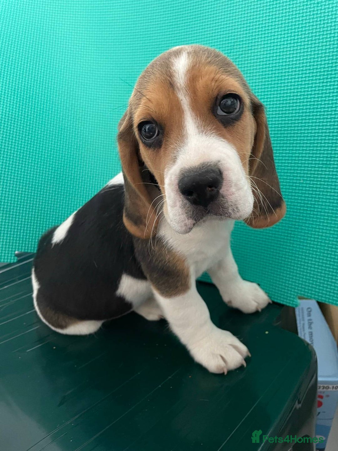 Beagle dogs for sale: Purebred Beagle Puppies - Image 1