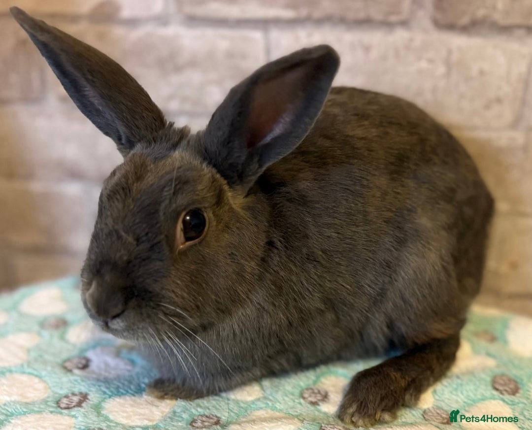 Mini Lop rabbits for sale: Rabbits for sale  - Image 10
