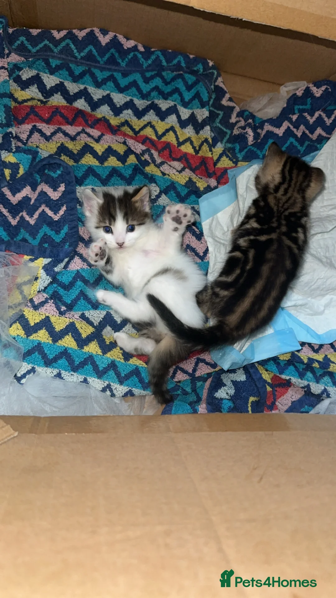 American Wirehair cats for sale: American Wirehair  - Advert 2
