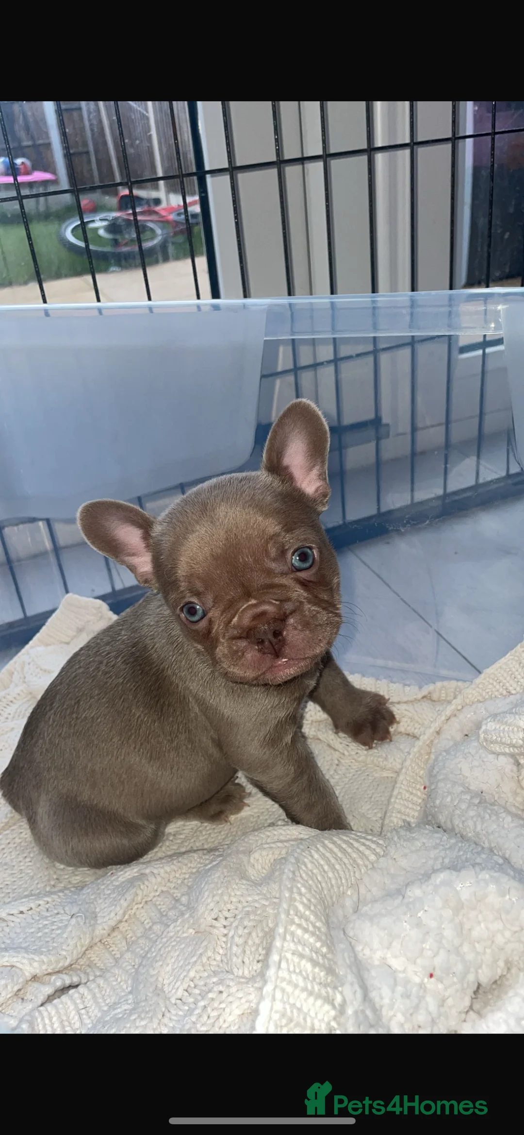 French Bulldog dogs for sale: Beautiful healthy French bulldogs  - Advert 9
