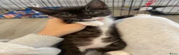 Domestic Shorthair cats for sale: Our beautiful tabby girls  - Advert 4
