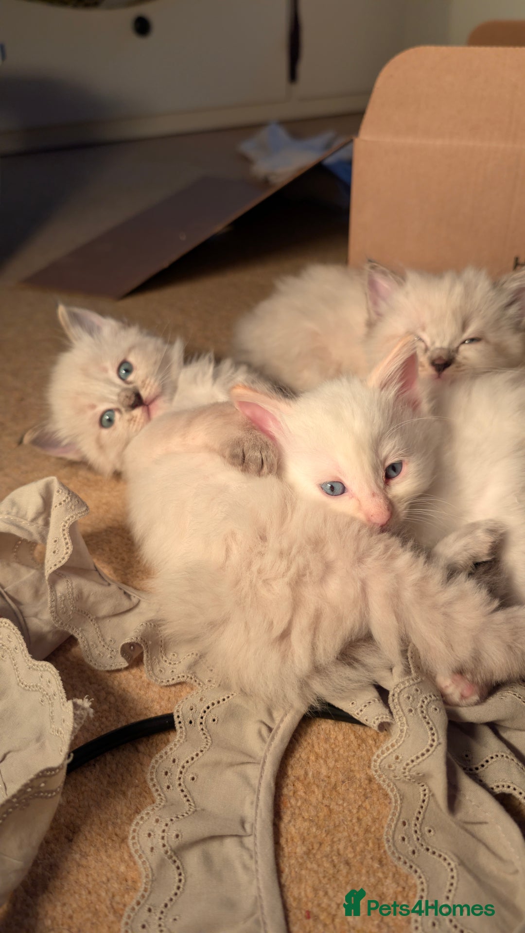 Ragdoll cats for sale: Beautiful Playful Ragdoll Kittens - Advert 16