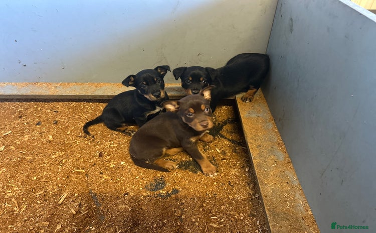 Australian Kelpie dogs - Advert 1