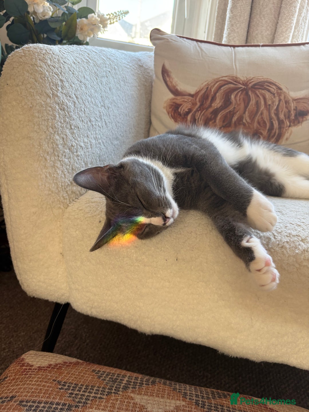 Mixed Breed cats for sale: Boy cat for rehoming - Image 2