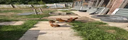 Chickens poultry for sale: Gold sebrights breeding pairs - Advert 2