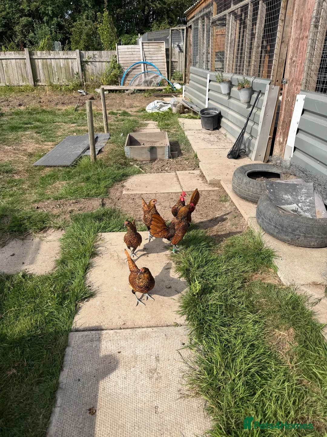 Chickens poultry for sale: Gold sebrights breeding pairs - Advert 2