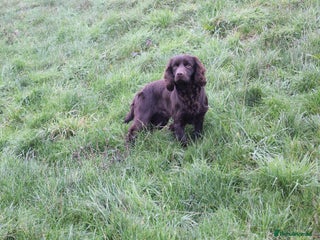 Cocker Spaniel dogs in Leighton Buzzard - Advert 22