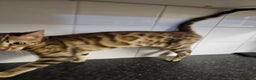 Bengal cats for sale: Silver/ mink bengals kittens  - Advert 34