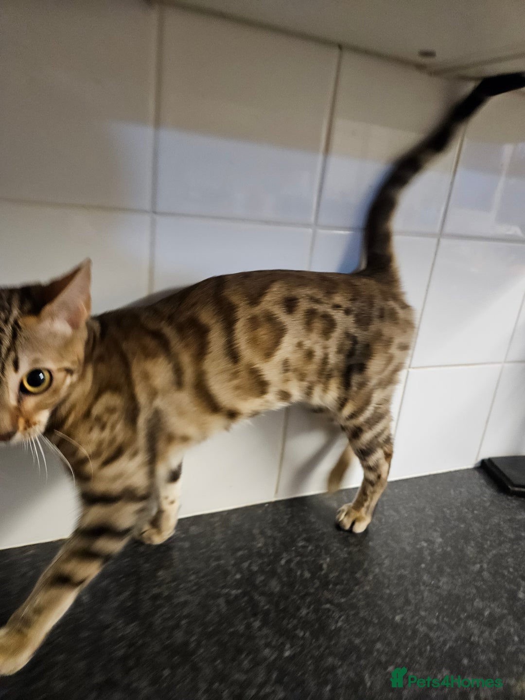 Bengal cats for sale: Silver/ mink bengals kittens  - Advert 34