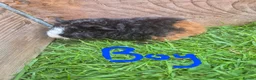 Guinea Pig rodents for sale: Teddy guinea pigs  - Advert 4