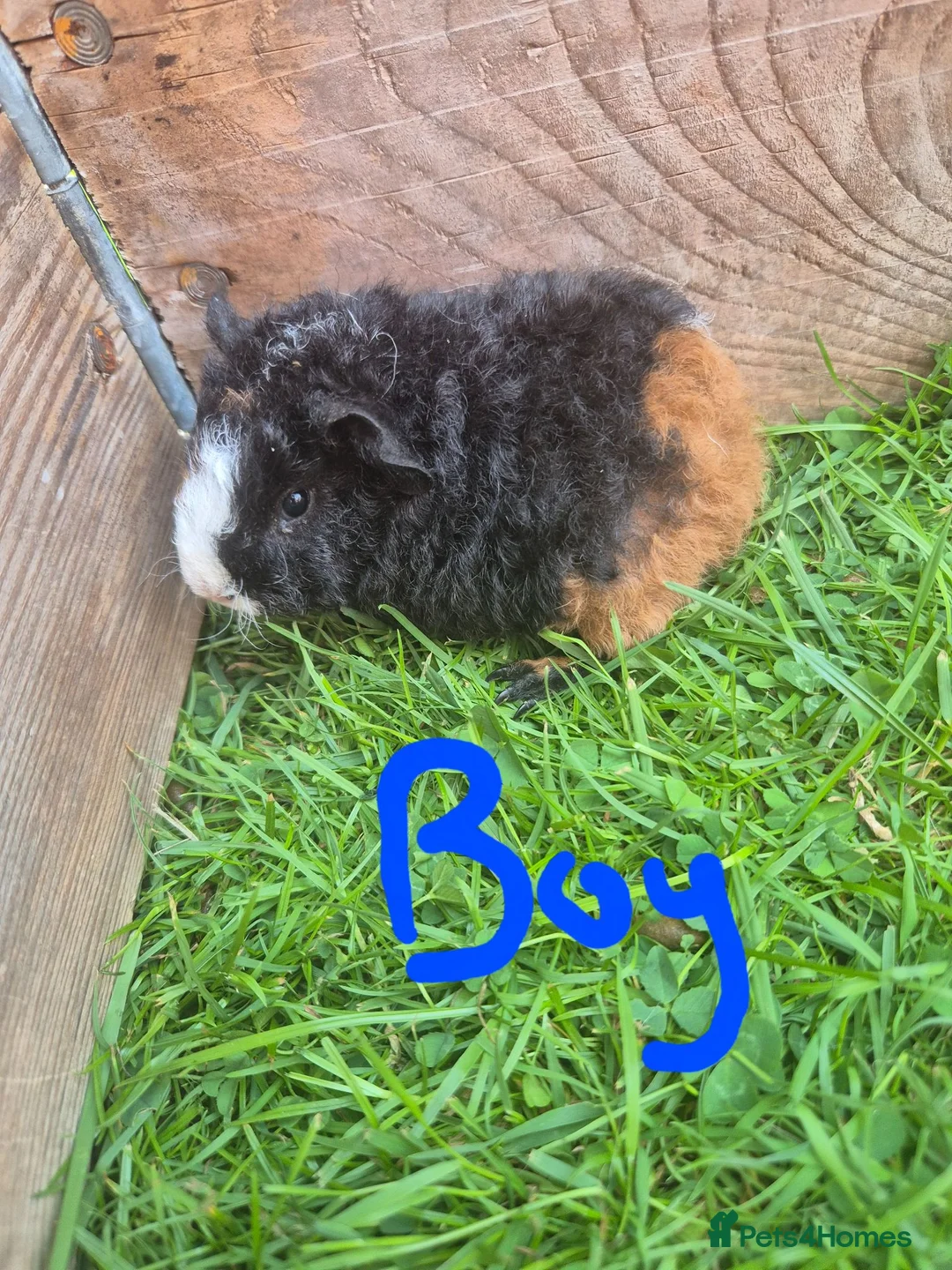 Guinea Pig rodents for sale: Teddy guinea pigs  - Advert 4