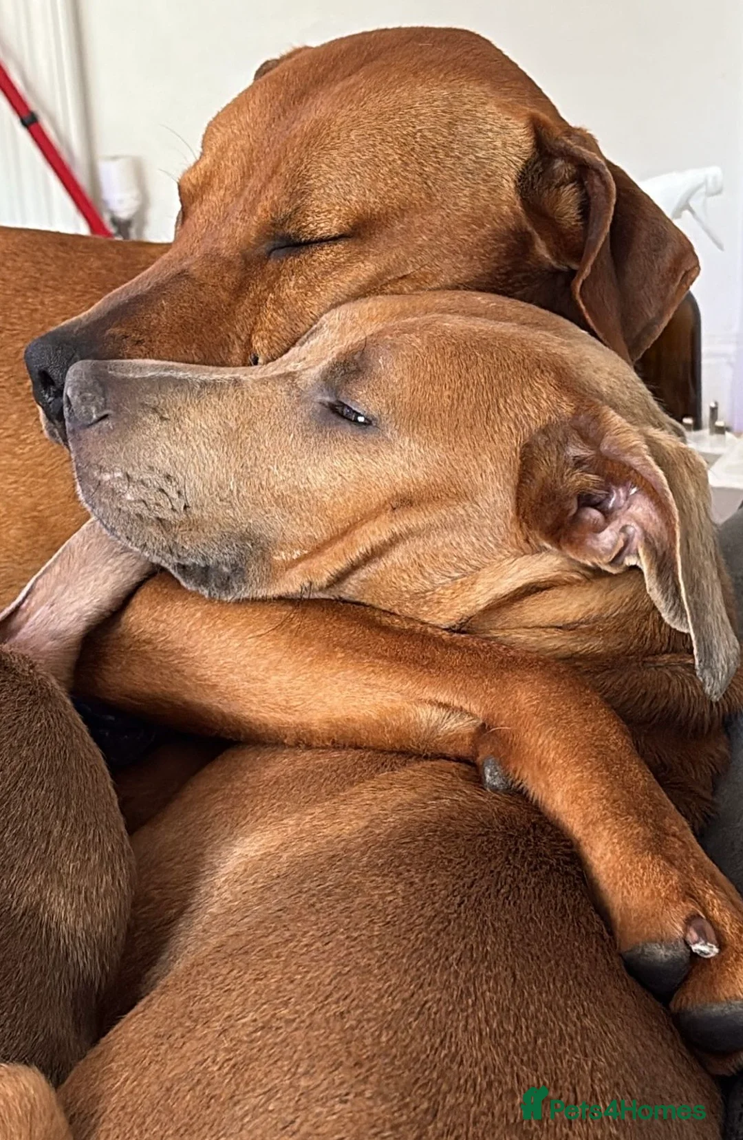 Mixed Breed dogs for sale: Doberman and Doberman x staffy  - Advert 9