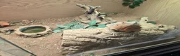 Bearded Dragon reptiles for sale: Bearded Dragon lizard and vivarium - Advert 5