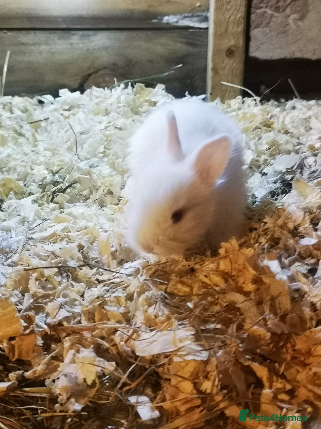 English rabbits for sale: Beutiful baby rabbits  - Image 4