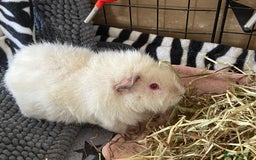 Guinea Pig rodents for sale: 2 female Guinea pigs - Image 6