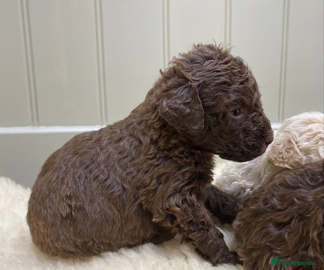 Lagotto Romagnolo dogs for sale: Lagotto romagnolo Puppies  - Advert 12
