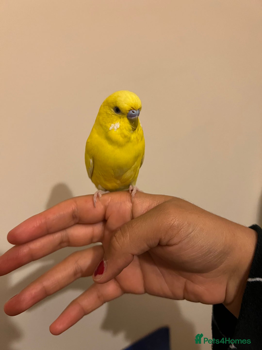 Budgerigars birds for sale: lovebird - Image 3