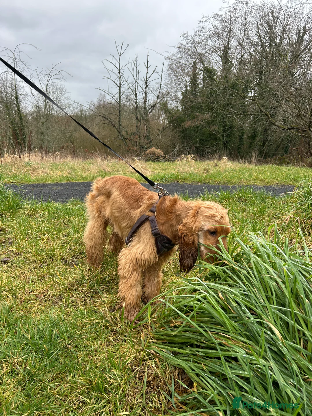 Cocker Spaniel dogs for sale: 🩷 6 Month Show Type Cocker Spaniel 🩷 - Advert 6