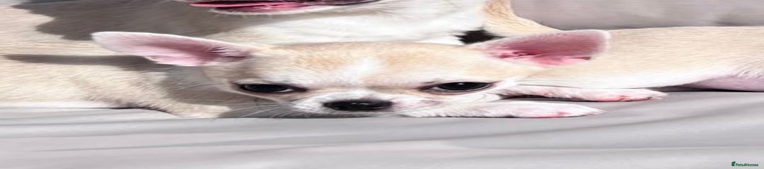 Chihuahua Puppy 3