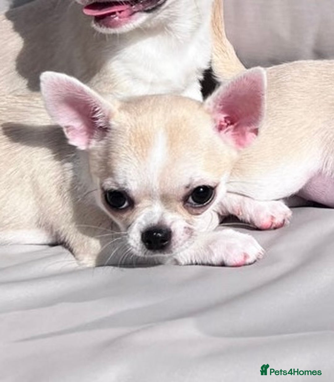 Chihuahua dogs for sale: Stunning KC registered chihuahua puppies - Image 23