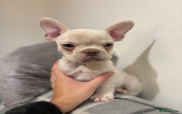 French Bulldog dogs for sale: 3 beautiful pedigree French bulldog puppies  - Image 6