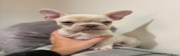 French Bulldog dogs for sale: 3 beautiful pedigree French bulldog puppies  - Advert 6