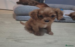 Cavalier King Charles Spaniel dogs for sale: READY NOW Cavalier king charles pups - Image 2
