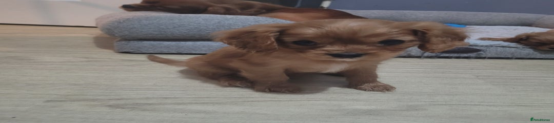 Cavalier King Charles Spaniel Puppy 1