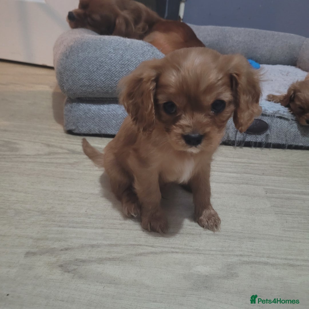 Cavalier King Charles Spaniel dogs for sale: READY NOW Cavalier king charles pups - Image 2