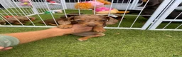 Miniature Dachshund dogs for sale: 6 beautiful miniature dachshund  in Wickford - Advert 9