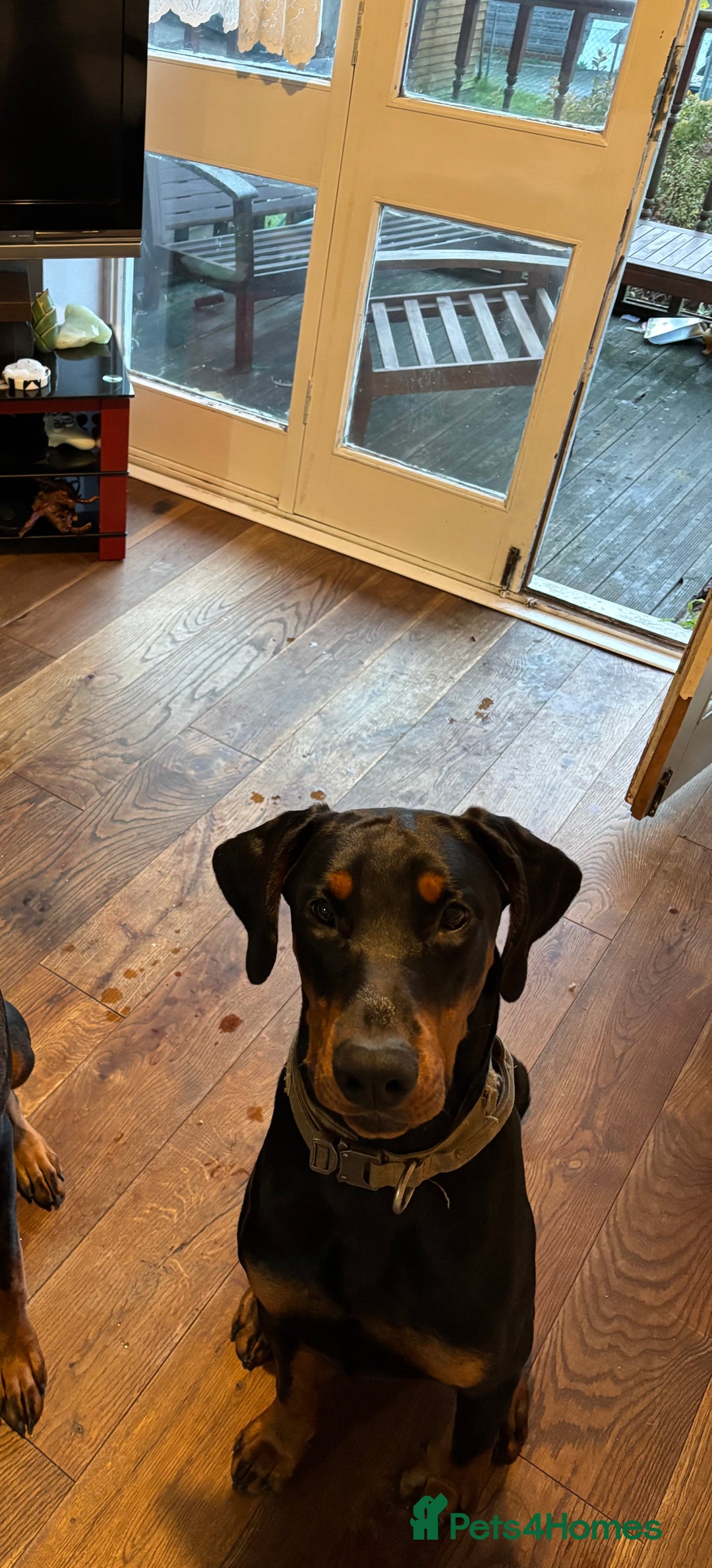 Dobermann dogs for sale: Beautiful Doberman boy for rehome - Advert 4