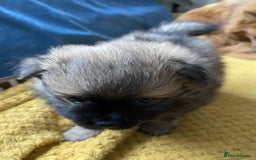 German Spitz dogs for sale: German spitz - Image 2