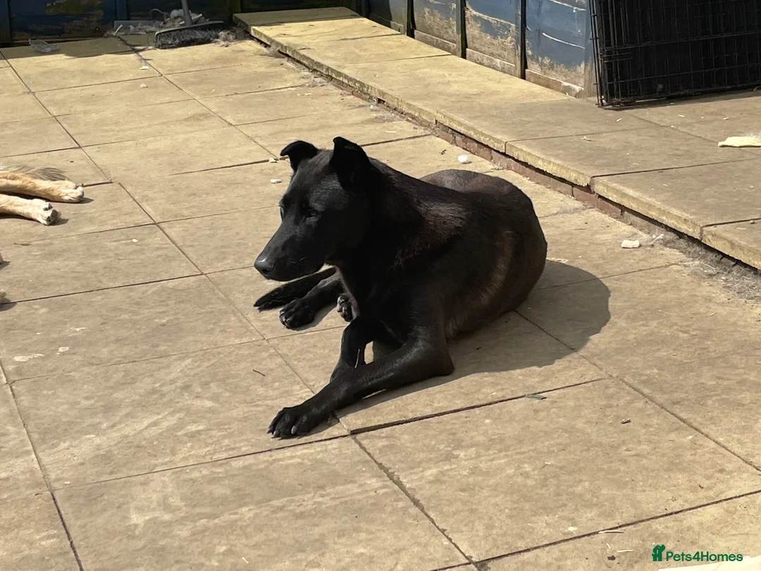 Mixed Breed dogs for sale: German shepherd x - Advert 2