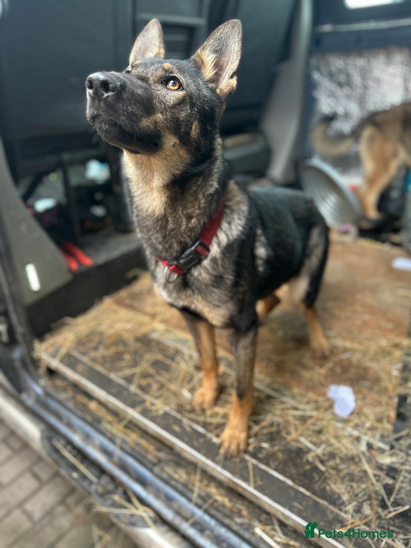 German Shepherd dogs for sale: ❤️ONLY LUNA LEFT ❤️GERMAN SHEPHERDS 8 MONTHS OLD  - Advert 2