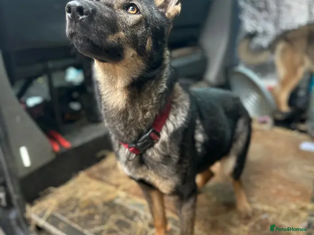 German Shepherd dogs for sale: ❤️ONLY LUNA LEFT ❤️GERMAN SHEPHERDS 8 MONTHS OLD - Advert 2