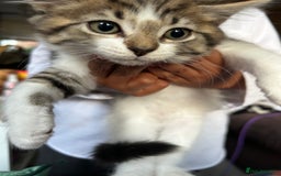Mixed Breed cats for sale: 5 kittens for Sale - Image 8