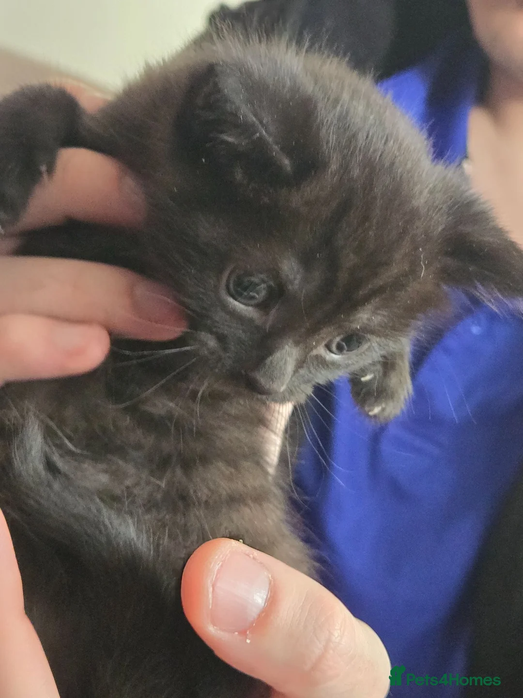 Mixed Breed cats for sale: Cute Calico, Tuxedo & Black babies (from £100) - Advert 11