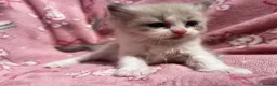 Ragdoll cats for sale: Beautiful mink & traditional ragdoll kittens  - Advert 15