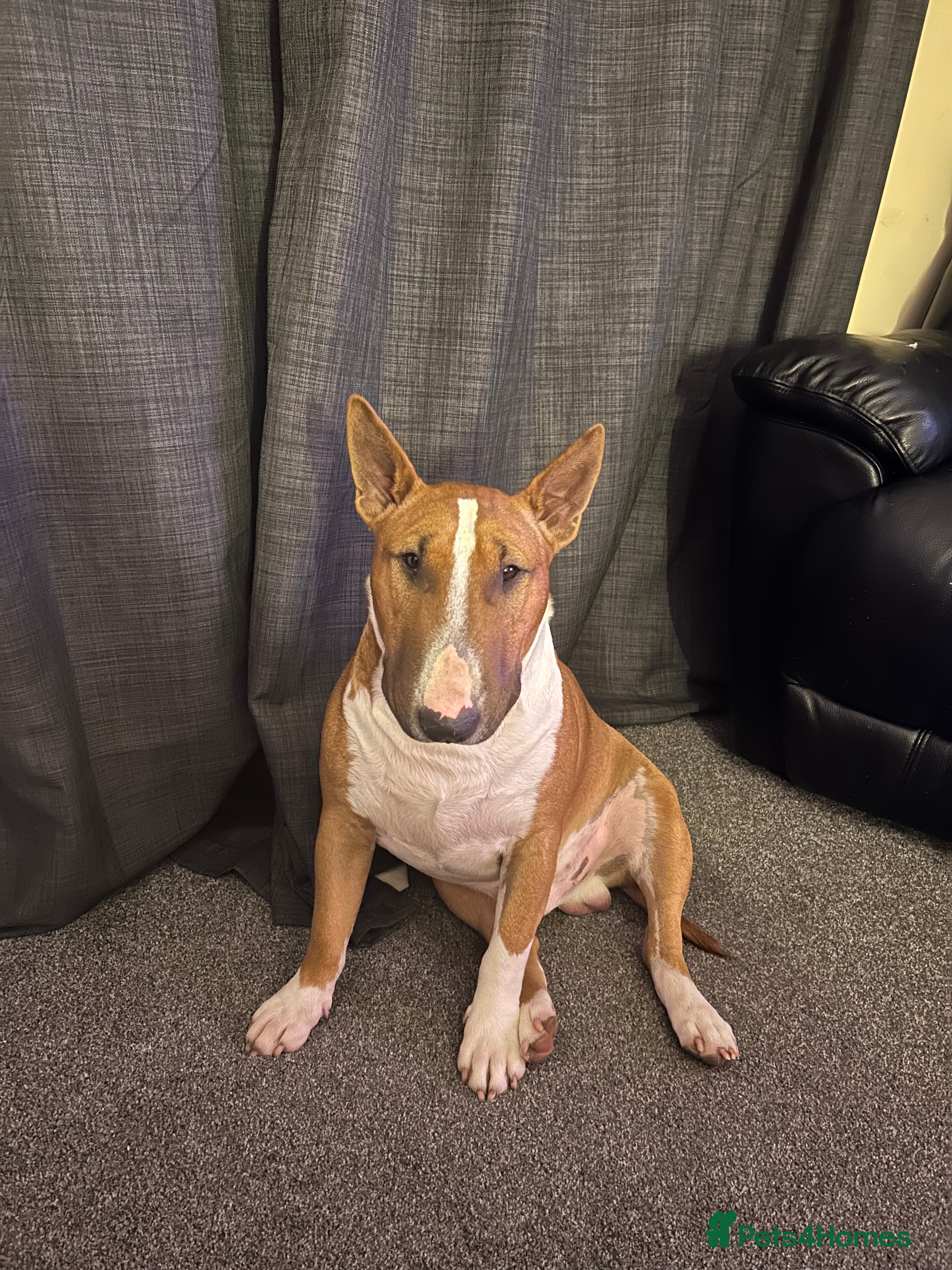 English Bull Terrier dogs Unproven Red Stud No Fee - Advert 8