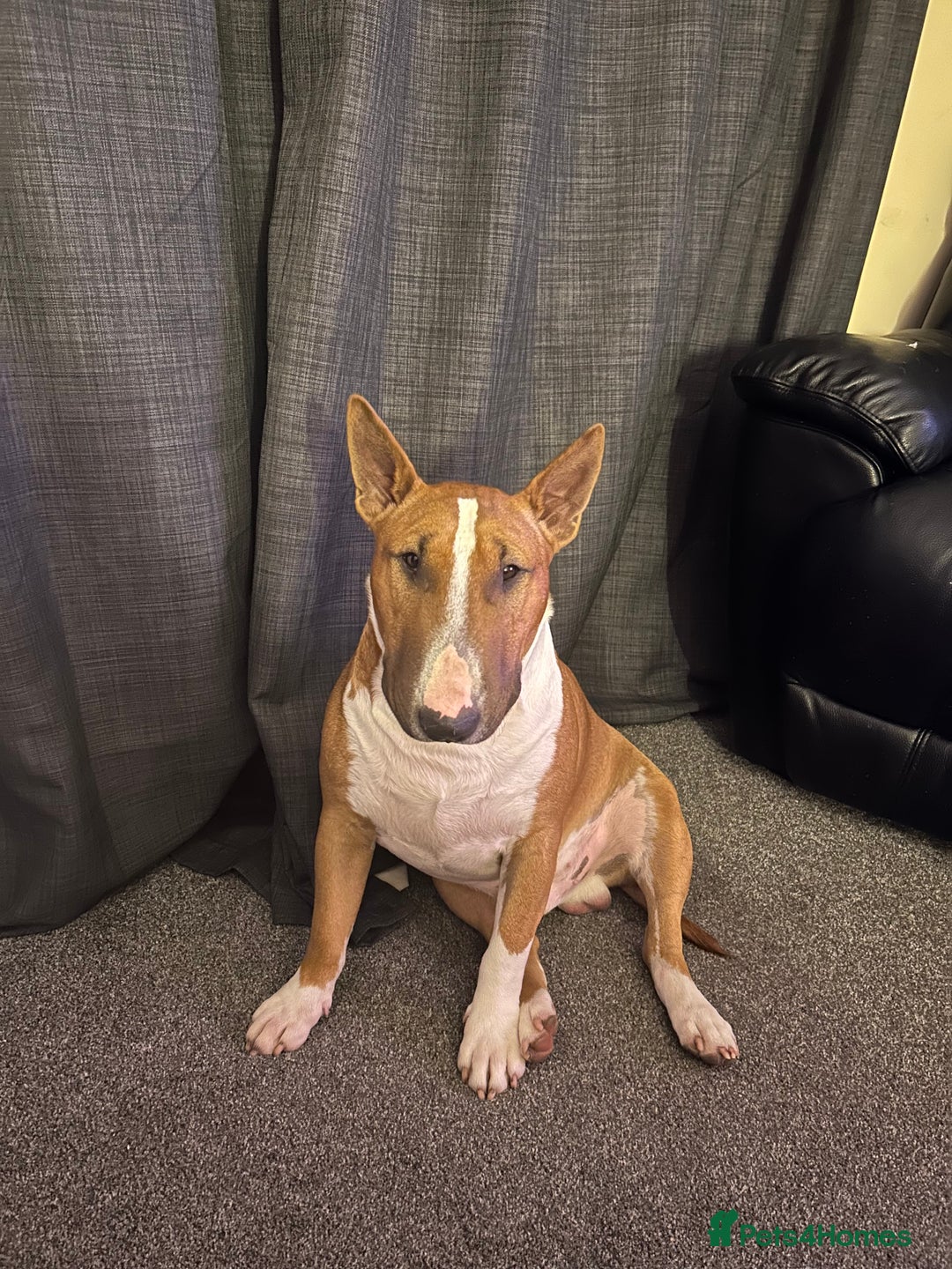 English Bull Terrier dogs for stud: Unproven Red Stud No Fee - Advert 1