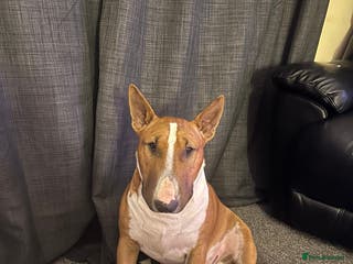 English Bull Terrier dogs Unproven Red Stud No Fee - Advert 8