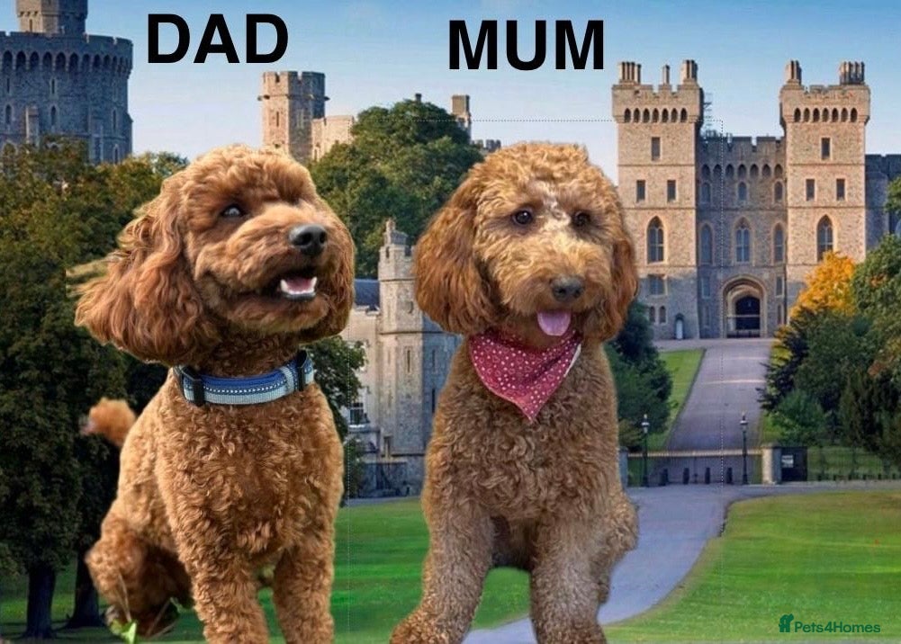 Mini Goldendoodle dogs Mini Goldendoodle  - Advert 3