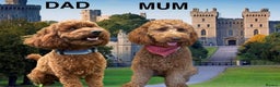 Mini Goldendoodle dogs for sale: Deep Red Mini Goldendoodle  - Advert 1