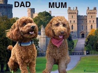 Mini Goldendoodle dogs Deep Red Mini Goldendoodle - Advert 14